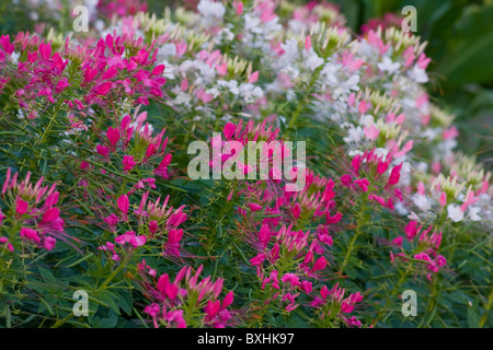 Fiori di ragno. Rutgers Gardens, New Jersey centrale, Stati Uniti Foto Stock