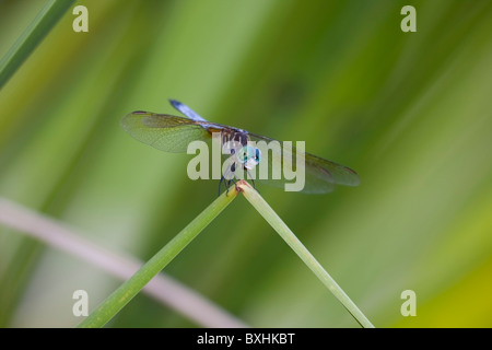 Blue dasher Dragonfly sulla canna Foto Stock