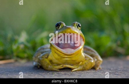 American bullfrog con la bocca spalancata Foto Stock