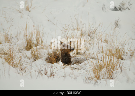 Cervi in inverno - Parco Nazionale di Yellowstone Foto Stock