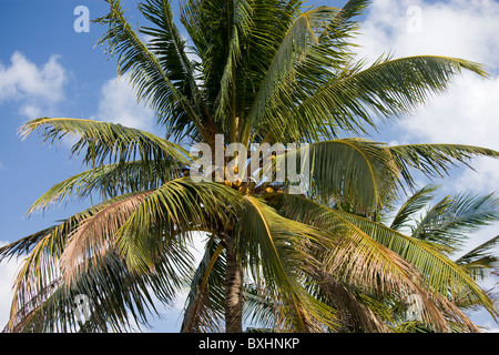 Royal Palm coconut Palm tree, Roystonea, a South Beach, Miami, Florida, Stati Uniti d'America Foto Stock