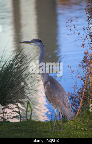 Airone cinerino (Ardea cinerea) Foto Stock