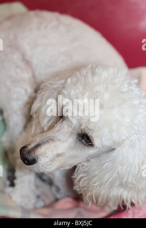 Grazioso Mini Poodle Foto Stock