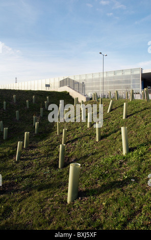 Protezioni albero a Ebbsfleet International Station Kent UK Jan 2008 Foto Stock