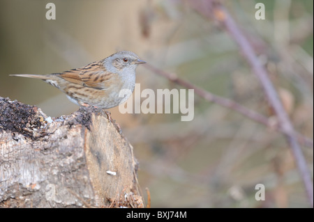 Dunnock accentor - Hedge accentor - Hedge-sparrow (Prunella modularis) in piedi su un caduto albero morto tronco in inverno Foto Stock