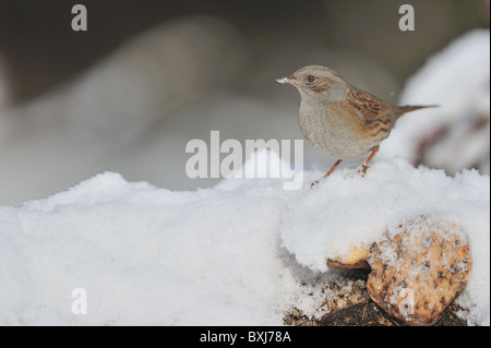 Dunnock accentor - Hedge accentor - Hedge-sparrow (Prunella modularis) in cerca di cibo nella neve in inverno Foto Stock