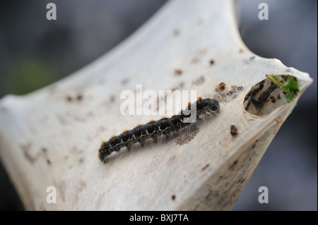 Piccolo eggar (Eriogaster lanestris) caterpillar sul suo nido - Cevennes - Francia Foto Stock