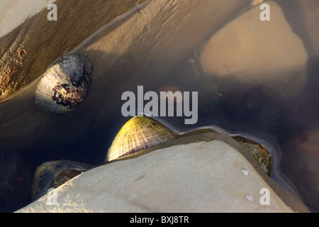 Primo piano di limPET su rocce, Kimmeridge Bay, Dorset, Inghilterra, Regno Unito Foto Stock