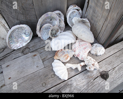 Un assortimento di conchiglie di mare su una panca in legno Foto Stock