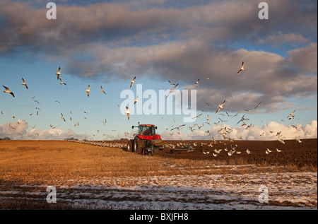 Stoppie di aratura con testa nera gabbiani seguenti Langham Norfolk inverno Foto Stock