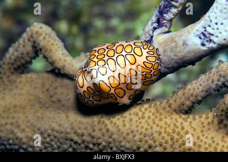 Le ore notturne sulla barriera corallina con flamingo lumaca a linguetta Foto Stock