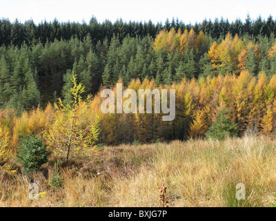 Il larice in autunno a colori con abete sitca platation oltre, visto oltre bicchieratura masterizzare, kielder forest, Northumberland, Inghilterra, Regno Unito. Foto Stock