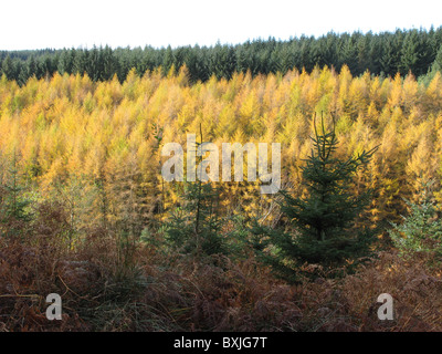 Il larice in autunno a colori con abete sitca platation oltre, visto oltre bicchieratura masterizzare, kielder forest, Northumberland, Inghilterra, Regno Unito. Foto Stock