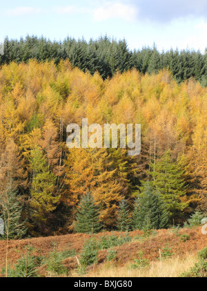 Il larice in autunno a colori con abete sitca platation oltre, visto oltre bicchieratura masterizzare, kielder forest, Northumberland, Inghilterra, Regno Unito. Foto Stock