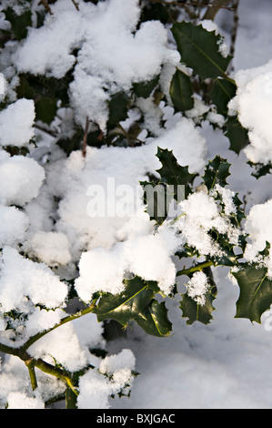 Neve fresca dolcemente adagiata sulle Holly Bush filiali in un giardino di Cheshire England Regno Unito Regno Unito Foto Stock