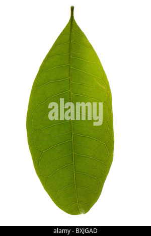 Pachira Aquatica (Money Tree) foglie su sfondo bianco (cut-out) Foto Stock