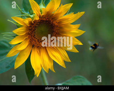 Girasole con BEE Foto Stock