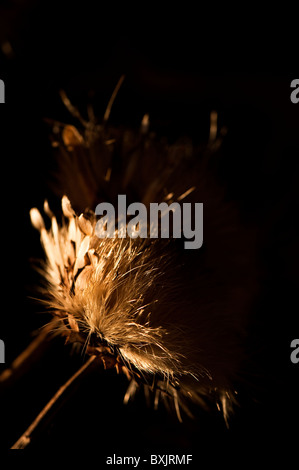 Essiccato cardi, Cynara cardunculus, nel mese di novembre nel tardo pomeriggio di sole Foto Stock