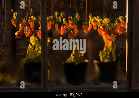 Il Peperoncino "Haberno fatali', che cresce in una serra a RHS Rosemoor, Devon, Inghilterra, Regno Unito Foto Stock