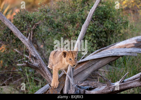 Lion cub in Okavango Delta, Botwana Foto Stock