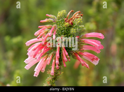 Un africano erica Erica glandulosa, Ericaceae. Western Cape, Sud Africa. Foto Stock