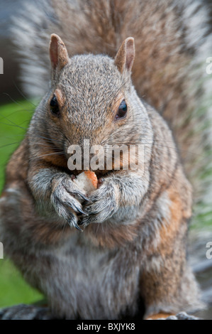 Scoiattolo grigio mangiare Foto Stock