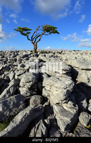 Un Lone Tree sulla cicatrice Twisleton nel Yorkshire Dales National Park Foto Stock