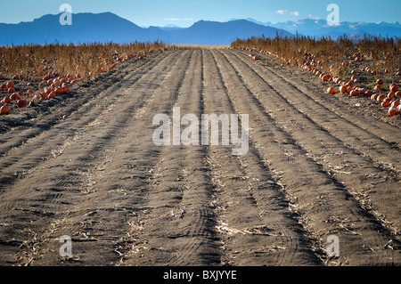 Zucca Patch solcato terra Foto Stock