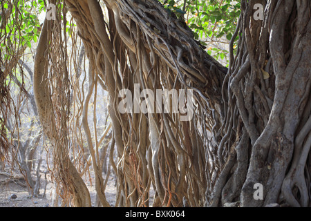 Antica Banyan Tree radici, Ranthambhore National Park, Rajasthan, India, Asia Foto Stock