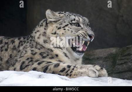 Maschio di snow leopard ululano Foto Stock