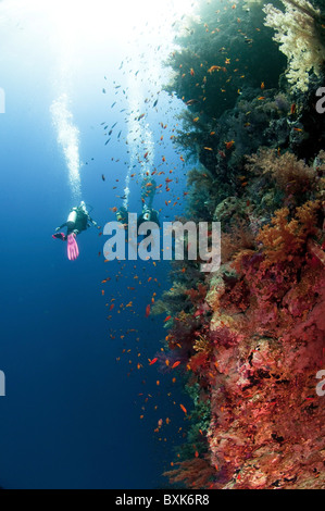 Subacquei passano da una barriera corallina fotografato presso il Parco Nazionale di Ras Mohammed, il Mare Rosso, Il Sinai, Egitto, Foto Stock