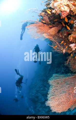 Subacquei passano da una barriera corallina fotografato presso il Parco Nazionale di Ras Mohammed, il Mare Rosso, Il Sinai, Egitto, Foto Stock