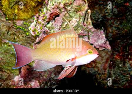 Scalefin maschio Anthias, Pseudanthias squamipinnis. Noto anche come gioiello Basslet o Lyretail Basslet. Foto Stock
