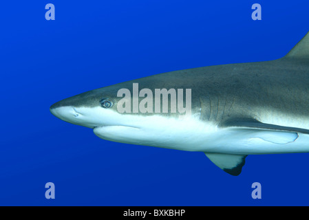 Blacktip reef shark Carcharhinus melanopterus, nuoto contro sfondo blu. Uepi, Isole Salomone Foto Stock
