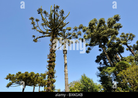 Parana pino o candelabri tree, Araucaria angustifolia, Nova Petropolis, Rio Grande do Sul - Brasile Foto Stock