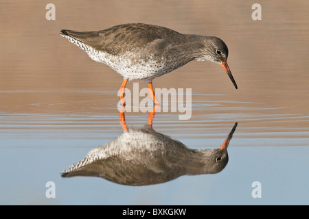 Un adulto Redshank nella pesca costiera pool di marea Foto Stock