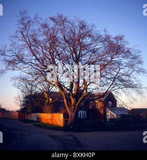 Sfrondato faggio inverno tardo pomeriggio di sole, Red House agriturismo, Bawdsey, Suffolk, Inghilterra Foto Stock