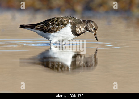 Un adulto piumaggio invernale Turnstone alimentando in una laguna costiera Foto Stock