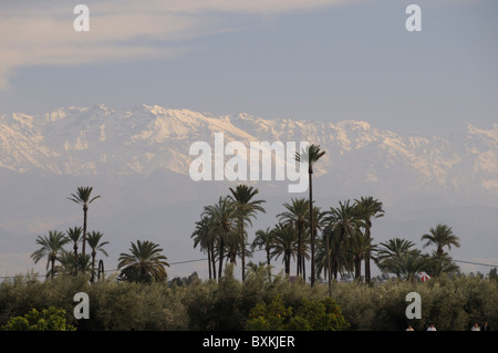 Palme e vista giardino verso l'Alto Atlante in Giardini Menara in zona Hivernage di Marrakech Foto Stock