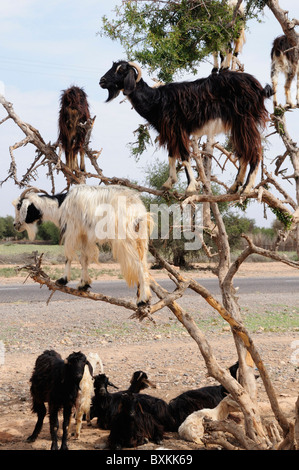 Capre nella struttura ad albero di Argan, Sous Plain Foto Stock