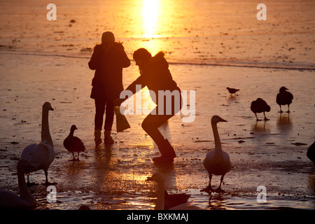 Donna stagliano giocare con anatre oche e cigni sulla congelati Tjörnin lago nel centro di Reykjavik, Islanda. Foto:Jeff Gilbert Foto Stock