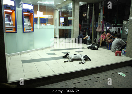 I cani dormono per strada , Bangkok Foto Stock