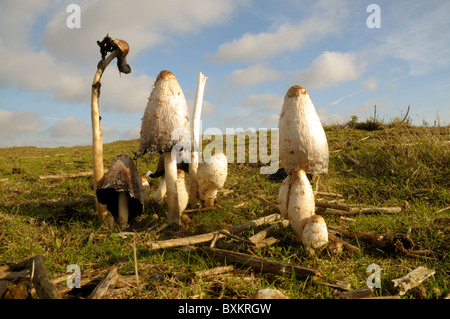 Shaggy copertura di inchiostro funghi Coprinus comatus), Dunwich Heath Suffolk Foto Stock