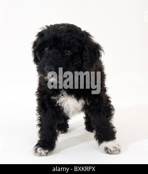 Studio fotografico di otto settimane vecchio spagnolo cane di acqua Foto Stock