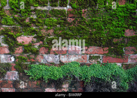 Il fungo e il muschio cresce su mattoni Foto Stock