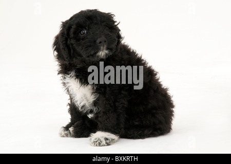 Studio fotografico di otto settimane vecchio spagnolo cane di acqua Foto Stock