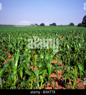 Campo di irrigazione di mais dolce Granturco Snape, Suffolk, Inghilterra Foto Stock