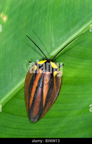 Scarafaggio colorati in penisola de Osa, Costa Rica Foto Stock