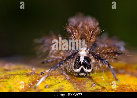 Caterpillar Hylesia 'continua' dal Costa Rica" Foto Stock