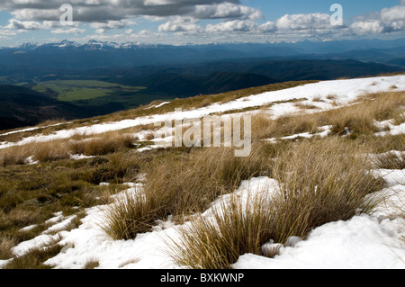 Snowy Tussock erba di Nelson Lakes Nationalpark Verschneites Tussock-Gras im Nelson Lakes Nationalpark in Neuseeland Foto Stock